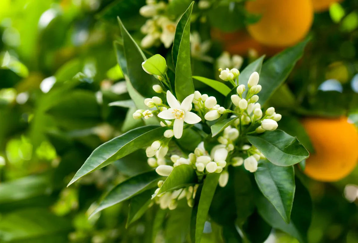 Neroli Reed Diffuser by Moon Water Apothecary
