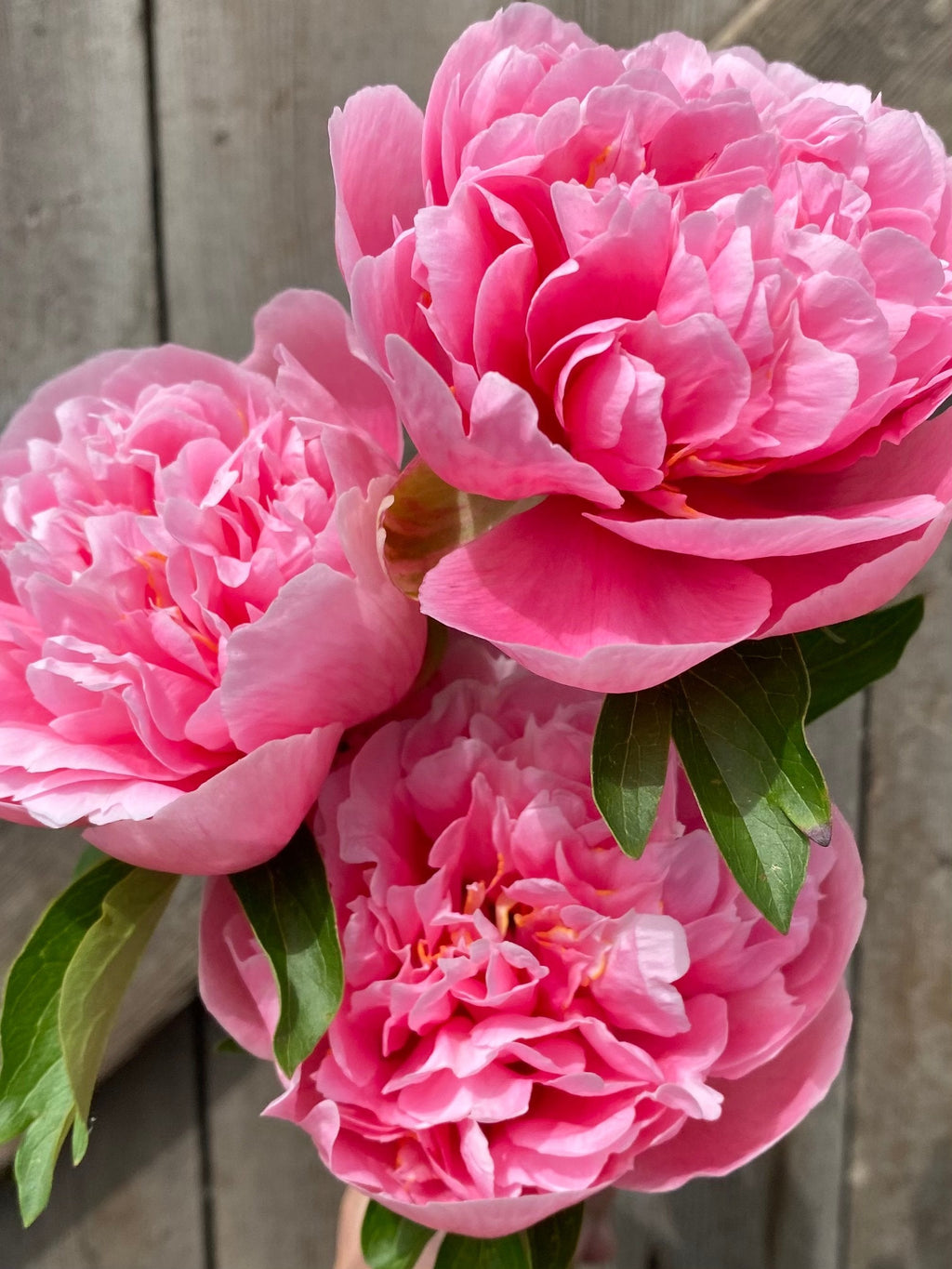 Peony & Magnolia Reed Diffuser – Moon Water Apothecary