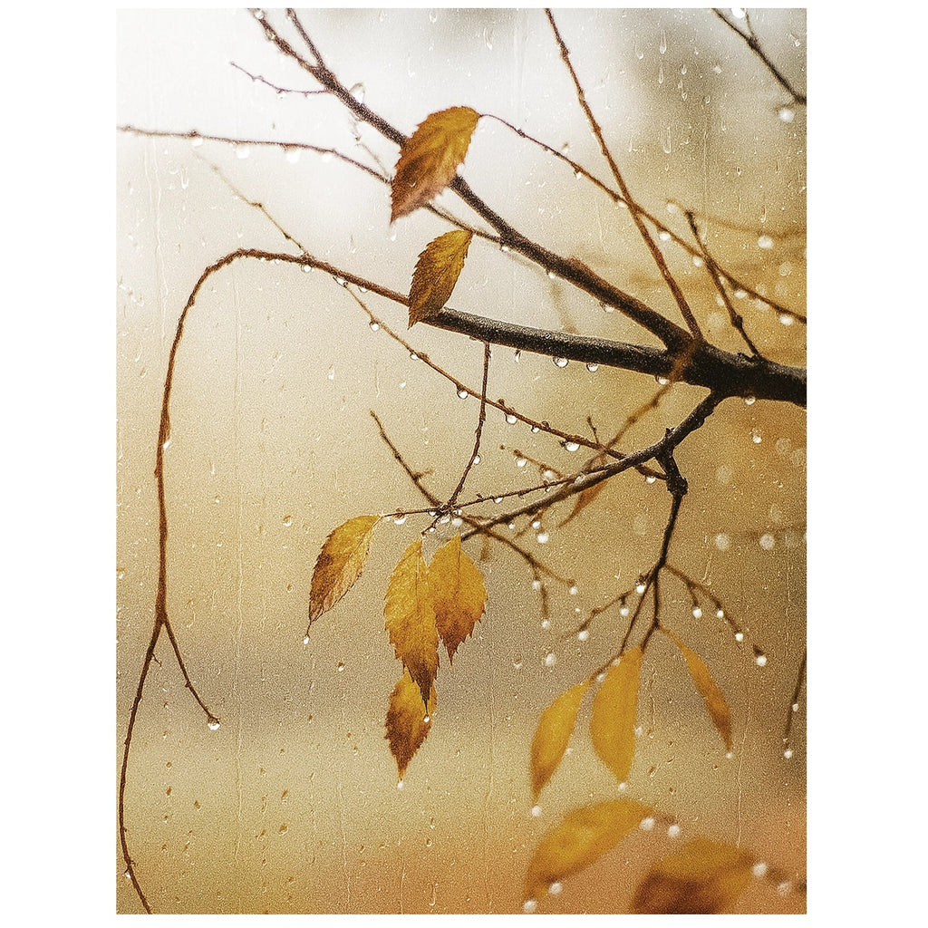 November Rain Fragrance Oil by Scent New York