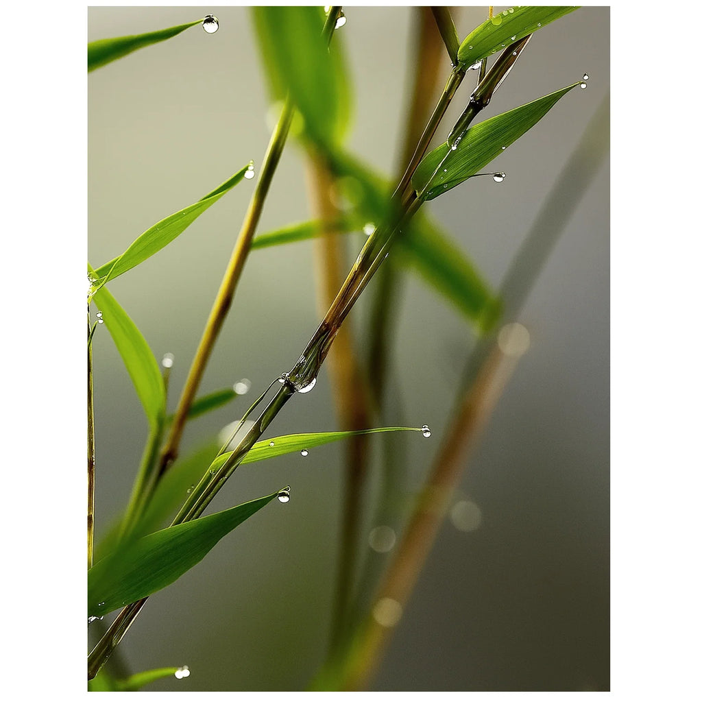 Quiet Bamboo Fragrance Oil by Scent New York